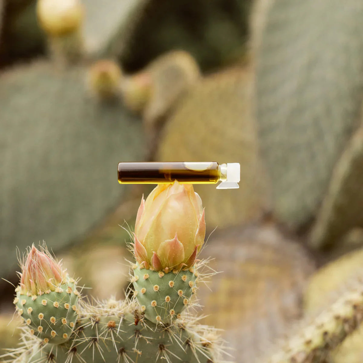 Parfum naturel à ajouter à vos huiles Image