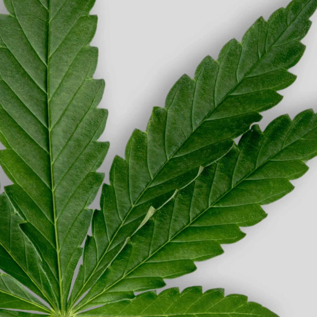 Organic Cold-Pressed Hemp Oil - For Body and Hair - SOWÉ