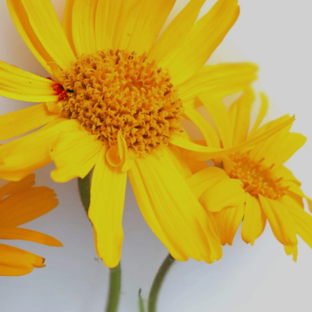 Organic cold-pressed arnica oil - body care - SOWÉ