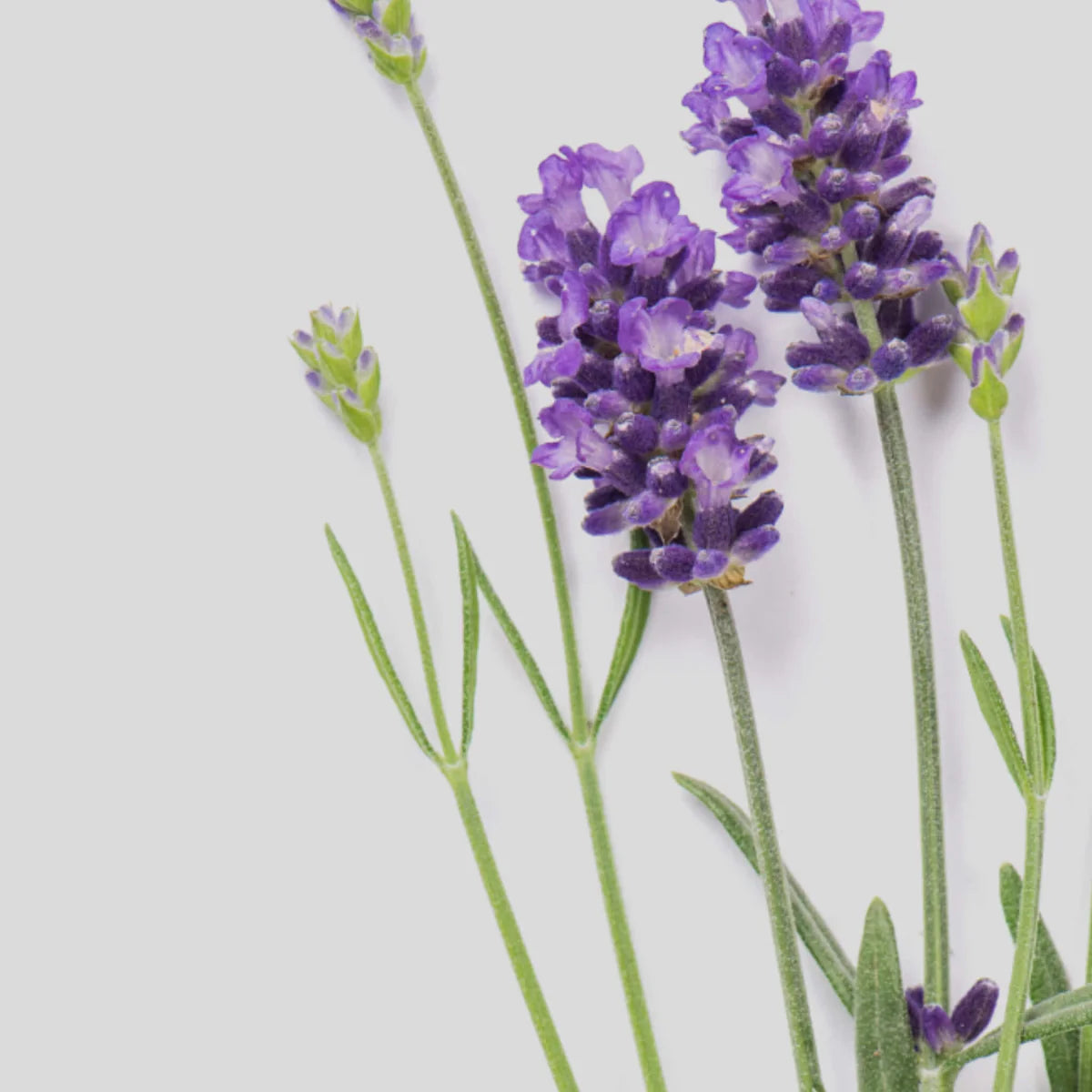 Booster Calm aux huiles essentielles bio - Parfumé à la lavande